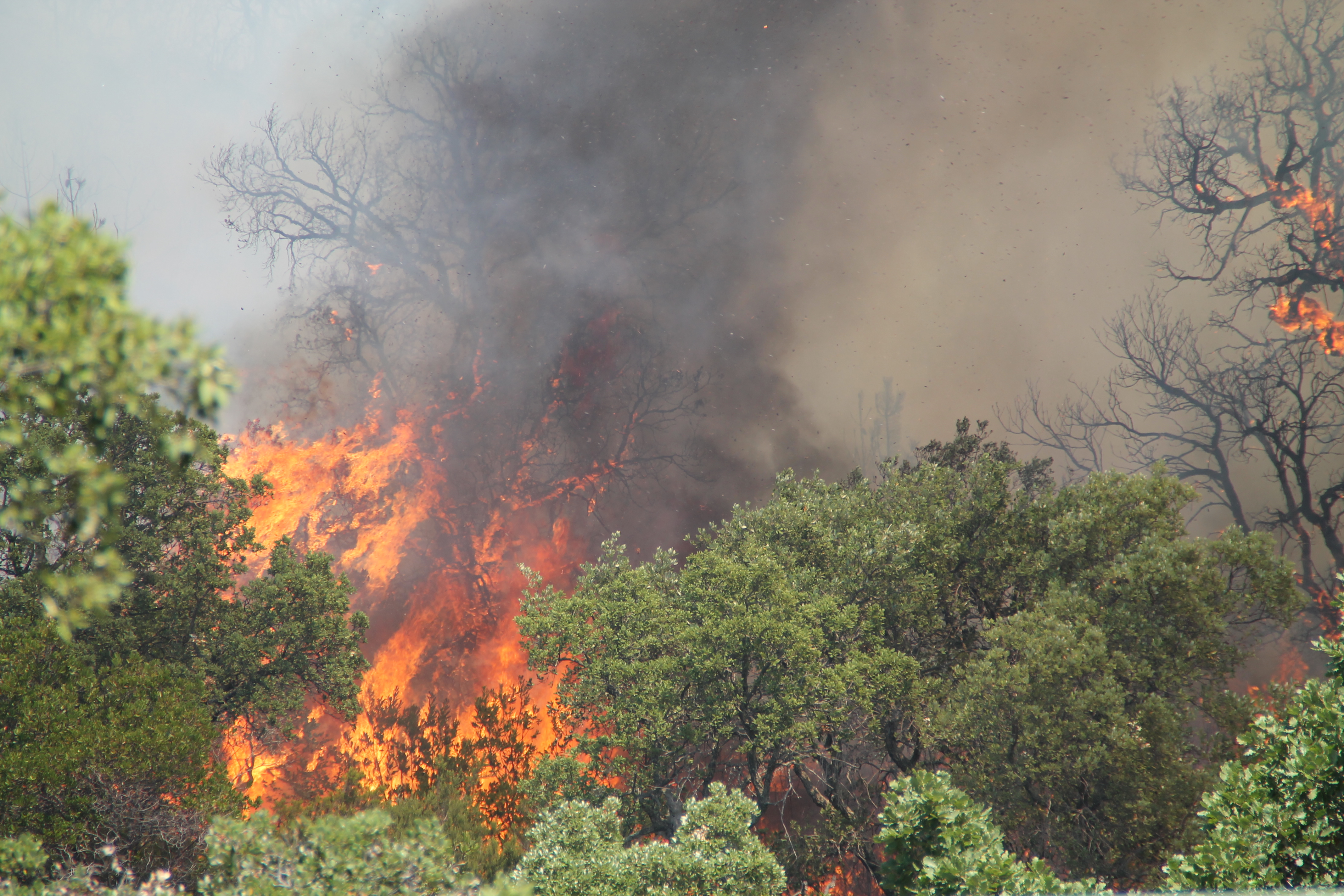 Photo d’un incendie de forêt